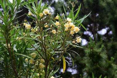 Sarı zakkum (Cascabela thevetia) çiçekleri. Apocynaceae tropikal yarı dayanıklı yaprak döken ağaç. Kokulu huni şekilli sarı çiçekler yazın açar..