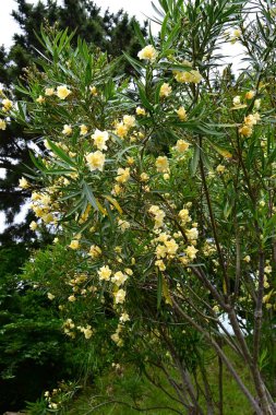 Sarı zakkum (Cascabela thevetia) çiçekleri. Apocynaceae tropikal yarı dayanıklı yaprak döken ağaç. Kokulu huni şekilli sarı çiçekler yazın açar..