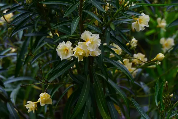 Sarı zakkum (Cascabela thevetia) çiçekleri. Apocynaceae tropikal yarı dayanıklı yaprak döken ağaç. Kokulu huni şekilli sarı çiçekler yazın açar..