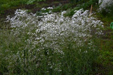Bebek nefesi. Çiçekler. Çiçekler. Caryophyllaceae bitkileri. Mayıs 'tan Temmuz' a kadar küçük, tüylü, sevimli, beyaz veya pembe çiçekler açar..