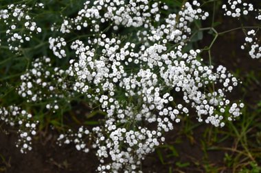 Bebek nefesi. Çiçekler. Çiçekler. Caryophyllaceae bitkileri. Mayıs 'tan Temmuz' a kadar küçük, tüylü, sevimli, beyaz veya pembe çiçekler açar..