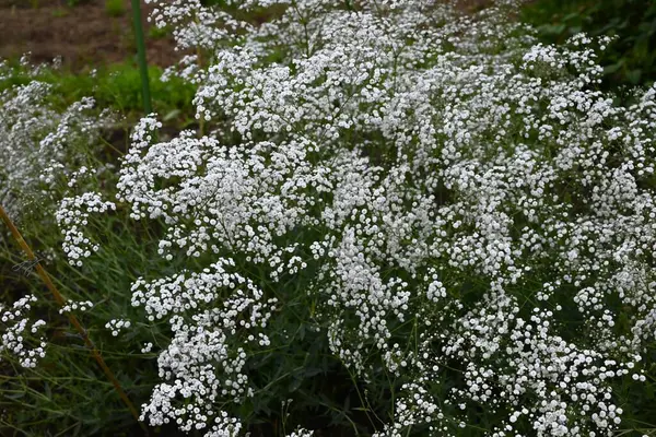 Bebek nefesi. Çiçekler. Çiçekler. Caryophyllaceae bitkileri. Mayıs 'tan Temmuz' a kadar küçük, tüylü, sevimli, beyaz veya pembe çiçekler açar..