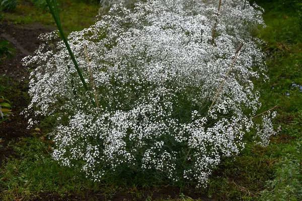 Bebek nefesi. Çiçekler. Çiçekler. Caryophyllaceae bitkileri. Mayıs 'tan Temmuz' a kadar küçük, tüylü, sevimli, beyaz veya pembe çiçekler açar..