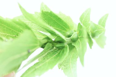  Chonowski 'nin boynuz ışını Strobiles. Betulaceae yapraklı ağaç. Çiçek açtıktan sonra frenler sarkar ve strobile dönüşür. Tohumlar frenlerin temelindedir..