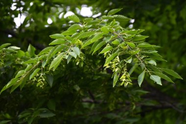  Chonowski 'nin boynuz ışını Strobiles. Betulaceae yapraklı ağaç. Çiçek açtıktan sonra frenler sarkar ve strobile dönüşür. Tohumlar frenlerin temelindedir..