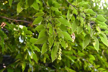  Chonowski 'nin boynuz ışını Strobiles. Betulaceae yapraklı ağaç. Çiçek açtıktan sonra frenler sarkar ve strobile dönüşür. Tohumlar frenlerin temelindedir..