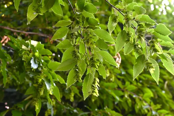  Chonowski 'nin boynuz ışını Strobiles. Betulaceae yapraklı ağaç. Çiçek açtıktan sonra frenler sarkar ve strobile dönüşür. Tohumlar frenlerin temelindedir..