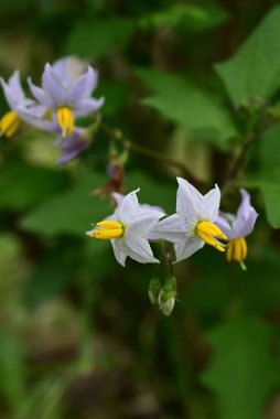 Carolina Horsenettle çiçekleri. Solanaceae daimi bitkileri. Soluk mor yıldız şeklinde çiçekleri vardır, ama zehirlidirler ve birçok dikenleri vardır, bu yüzden onlara Şeytan 'ın Domatesi denir..