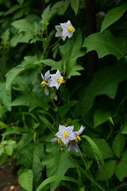 Carolina Horsenettle çiçekleri. Solanaceae daimi bitkileri. Soluk mor yıldız şeklinde çiçekleri vardır, ama zehirlidirler ve birçok dikenleri vardır, bu yüzden onlara Şeytan 'ın Domatesi denir..