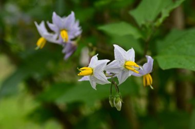 Carolina Horsenettle çiçekleri. Solanaceae daimi bitkileri. Soluk mor yıldız şeklinde çiçekleri vardır, ama zehirlidirler ve birçok dikenleri vardır, bu yüzden onlara Şeytan 'ın Domatesi denir..