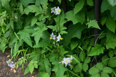 Carolina Horsenettle çiçekleri. Solanaceae daimi bitkileri. Soluk mor yıldız şeklinde çiçekleri vardır, ama zehirlidirler ve birçok dikenleri vardır, bu yüzden onlara Şeytan 'ın Domatesi denir..