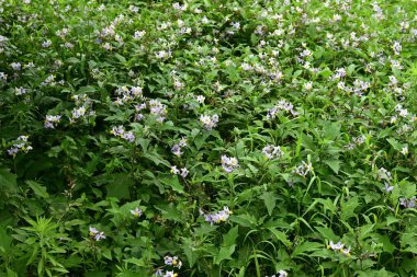 Carolina Horsenettle çiçekleri. Solanaceae daimi bitkileri. Soluk mor yıldız şeklinde çiçekleri vardır, ama zehirlidirler ve birçok dikenleri vardır, bu yüzden onlara Şeytan 'ın Domatesi denir..