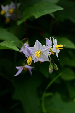 Carolina Horsenettle çiçekleri. Solanaceae daimi bitkileri. Soluk mor yıldız şeklinde çiçekleri vardır, ama zehirlidirler ve birçok dikenleri vardır, bu yüzden onlara Şeytan 'ın Domatesi denir..