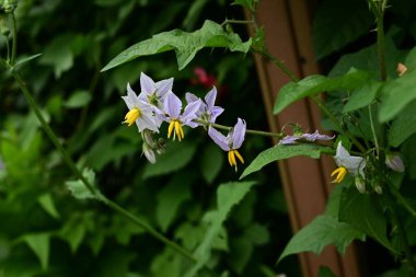 Carolina Horsenettle çiçekleri. Solanaceae daimi bitkileri. Soluk mor yıldız şeklinde çiçekleri vardır, ama zehirlidirler ve birçok dikenleri vardır, bu yüzden onlara Şeytan 'ın Domatesi denir..