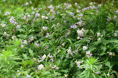 Carolina Horsenettle çiçekleri. Solanaceae daimi bitkileri. Soluk mor yıldız şeklinde çiçekleri vardır, ama zehirlidirler ve birçok dikenleri vardır, bu yüzden onlara Şeytan 'ın Domatesi denir..