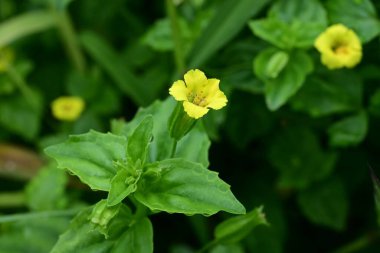 Mimulus nepalensis çiçekleri. Phrymaceae daimi bitkileri. Suda ve sulak alanlarda yetişir ve Haziran 'dan Ağustos' a kadar beş çizgili sarı çiçekler üretirler..