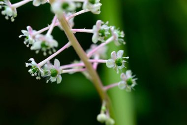 Pokeweed çiçekleri. Phytolaccaceae Zehirli bitki. Açık mor çiçek dikenleri yaz başında sarkır ve böğürtlenler sonbaharda koyu mor renge dönüşür..