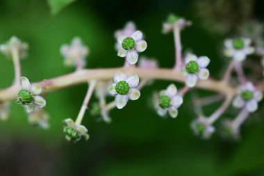 Pokeweed çiçekleri. Phytolaccaceae Zehirli bitki. Açık mor çiçek dikenleri yaz başında sarkır ve böğürtlenler sonbaharda koyu mor renge dönüşür..