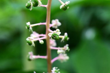Pokeweed çiçekleri. Phytolaccaceae Zehirli bitki. Açık mor çiçek dikenleri yaz başında sarkır ve böğürtlenler sonbaharda koyu mor renge dönüşür..