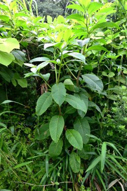 Pokeweed çiçekleri. Phytolaccaceae Zehirli bitki. Açık mor çiçek dikenleri yaz başında sarkır ve böğürtlenler sonbaharda koyu mor renge dönüşür..