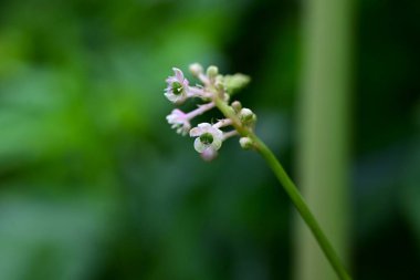 Pokeweed çiçekleri. Phytolaccaceae Zehirli bitki. Açık mor çiçek dikenleri yaz başında sarkır ve böğürtlenler sonbaharda koyu mor renge dönüşür..