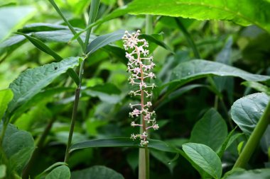 Pokeweed çiçekleri. Phytolaccaceae Zehirli bitki. Açık mor çiçek dikenleri yaz başında sarkır ve böğürtlenler sonbaharda koyu mor renge dönüşür..