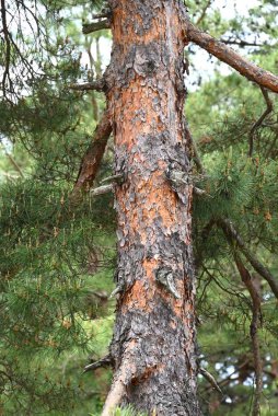 Japon kırmızı çam ağaçları. Piaaceae her zaman yeşil kozalaklı. Karakteristik olarak kabuk kırmızımsı kahverengi ve ince pullar halinde soyuluyor..