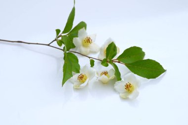 Uzun stewartia (Stewartia monadelpha) çiçekleri. Theaceae yaprak döken ağacı. Japonya 'ya özgü bir ağaç, Haziran' dan Temmuz 'a kadar beş yapraklı güzel çiçeklerle çiçek açar..