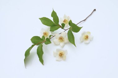 Uzun stewartia (Stewartia monadelpha) çiçekleri. Theaceae yaprak döken ağacı. Japonya 'ya özgü bir ağaç, Haziran' dan Temmuz 'a kadar beş yapraklı güzel çiçeklerle çiçek açar..