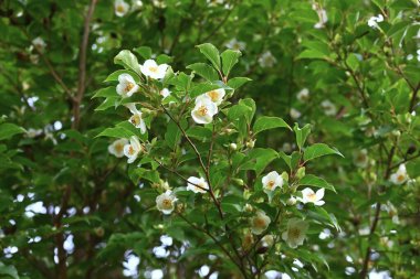 Uzun stewartia (Stewartia monadelpha) çiçekleri. Theaceae yaprak döken ağacı. Japonya 'ya özgü bir ağaç, Haziran' dan Temmuz 'a kadar beş yapraklı güzel çiçeklerle çiçek açar..
