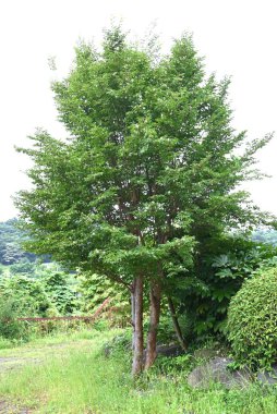 Uzun stewartia (Stewartia monadelpha) çiçekleri. Theaceae yaprak döken ağacı. Japonya 'ya özgü bir ağaç, Haziran' dan Temmuz 'a kadar beş yapraklı güzel çiçeklerle çiçek açar..