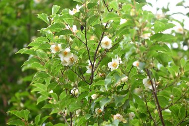 Uzun stewartia (Stewartia monadelpha) çiçekleri. Theaceae yaprak döken ağacı. Japonya 'ya özgü bir ağaç, Haziran' dan Temmuz 'a kadar beş yapraklı güzel çiçeklerle çiçek açar..