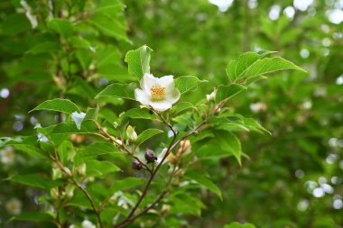 Uzun stewartia (Stewartia monadelpha) çiçekleri. Theaceae yaprak döken ağacı. Japonya 'ya özgü bir ağaç, Haziran' dan Temmuz 'a kadar beş yapraklı güzel çiçeklerle çiçek açar..