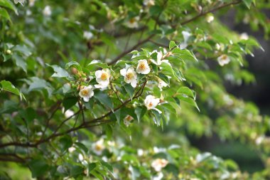 Uzun stewartia (Stewartia monadelpha) çiçekleri. Theaceae yaprak döken ağacı. Japonya 'ya özgü bir ağaç, Haziran' dan Temmuz 'a kadar beş yapraklı güzel çiçeklerle çiçek açar..