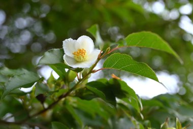 Uzun stewartia (Stewartia monadelpha) çiçekleri. Theaceae yaprak döken ağacı. Japonya 'ya özgü bir ağaç, Haziran' dan Temmuz 'a kadar beş yapraklı güzel çiçeklerle çiçek açar..