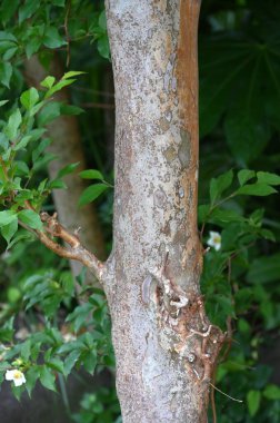 Uzun stewartia (Stewartia monadelpha) çiçekleri. Theaceae yaprak döken ağacı. Japonya 'ya özgü bir ağaç, Haziran' dan Temmuz 'a kadar beş yapraklı güzel çiçeklerle çiçek açar..