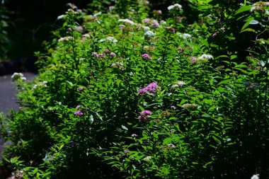 Japon spiraea çiçekleri. Rosaceae yaprak döken çalı. Mayıs 'tan Ağustos' a kadar beş yapraklı kırmızı veya beyaz çiçekler açar.