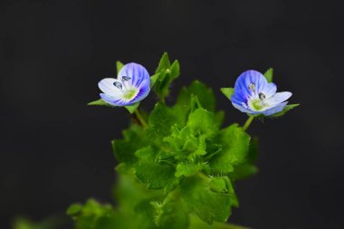 Mısır Speedwell (Veronica arvensis) çiçekleri. Plantaginaceae bitkileri. Çapı yaklaşık 4 mm olan küçük mavi-mor çiçekler ilkbahardan yaza kadar çiçek açar..