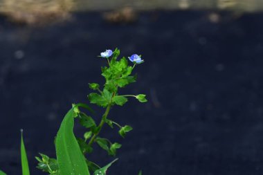 Mısır Speedwell (Veronica arvensis) çiçekleri. Plantaginaceae bitkileri. Çapı yaklaşık 4 mm olan küçük mavi-mor çiçekler ilkbahardan yaza kadar çiçek açar..