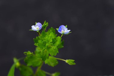 Mısır Speedwell (Veronica arvensis) çiçekleri. Plantaginaceae bitkileri. Çapı yaklaşık 4 mm olan küçük mavi-mor çiçekler ilkbahardan yaza kadar çiçek açar..