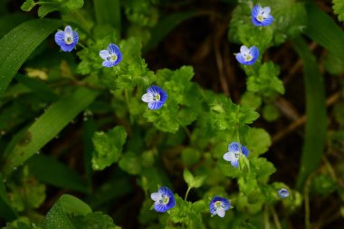 Mısır Speedwell (Veronica arvensis) çiçekleri. Plantaginaceae bitkileri. Çapı yaklaşık 4 mm olan küçük mavi-mor çiçekler ilkbahardan yaza kadar çiçek açar..