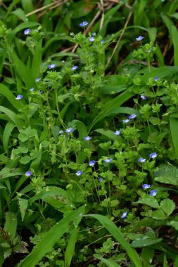 Mısır Speedwell (Veronica arvensis) çiçekleri. Plantaginaceae bitkileri. Çapı yaklaşık 4 mm olan küçük mavi-mor çiçekler ilkbahardan yaza kadar çiçek açar..