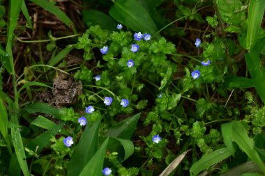 Mısır Speedwell (Veronica arvensis) çiçekleri. Plantaginaceae bitkileri. Çapı yaklaşık 4 mm olan küçük mavi-mor çiçekler ilkbahardan yaza kadar çiçek açar..