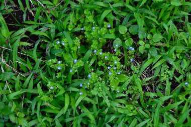 Mısır Speedwell (Veronica arvensis) çiçekleri. Plantaginaceae bitkileri. Çapı yaklaşık 4 mm olan küçük mavi-mor çiçekler ilkbahardan yaza kadar çiçek açar..