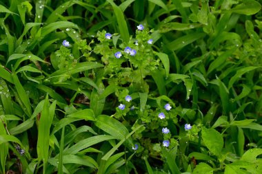 Mısır Speedwell (Veronica arvensis) çiçekleri. Plantaginaceae bitkileri. Çapı yaklaşık 4 mm olan küçük mavi-mor çiçekler ilkbahardan yaza kadar çiçek açar..