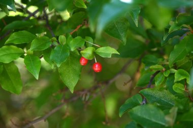 Kiraz gümüşü (Elaeagnus multiflora) meyveleri. Elaeagnaceae yaprak döken ağacı. Mayıs 'tan Temmuz' a kadar olgunlaşan meyveler yenilebilir aksesuarlardır..