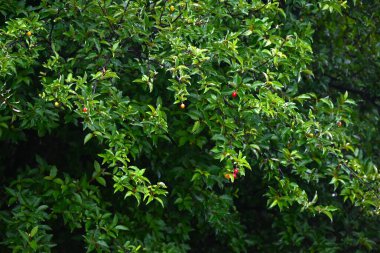 Kiraz gümüşü (Elaeagnus multiflora) meyveleri. Elaeagnaceae yaprak döken ağacı. Mayıs 'tan Temmuz' a kadar olgunlaşan meyveler yenilebilir aksesuarlardır..