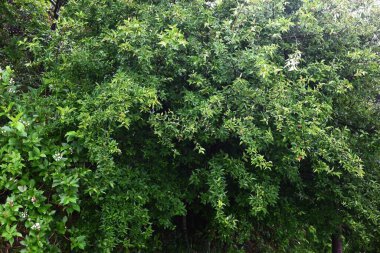 Kiraz gümüşü (Elaeagnus multiflora) meyveleri. Elaeagnaceae yaprak döken ağacı. Mayıs 'tan Temmuz' a kadar olgunlaşan meyveler yenilebilir aksesuarlardır..