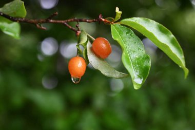 Kiraz gümüşü (Elaeagnus multiflora) meyveleri. Elaeagnaceae yaprak döken ağacı. Mayıs 'tan Temmuz' a kadar olgunlaşan meyveler yenilebilir aksesuarlardır..
