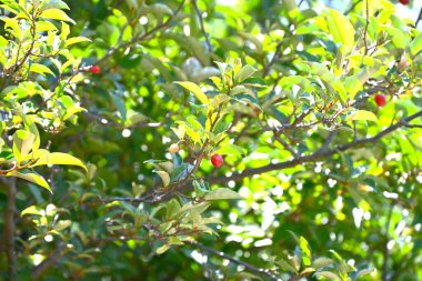 Kiraz gümüşü (Elaeagnus multiflora) meyveleri. Elaeagnaceae yaprak döken ağacı. Mayıs 'tan Temmuz' a kadar olgunlaşan meyveler yenilebilir aksesuarlardır..